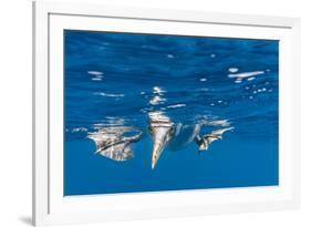 Blue-Footed Booby, Galapagos Islands-Art Wolfe-Framed Premium Photographic Print