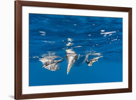 Blue-Footed Booby, Galapagos Islands-Art Wolfe-Framed Premium Photographic Print