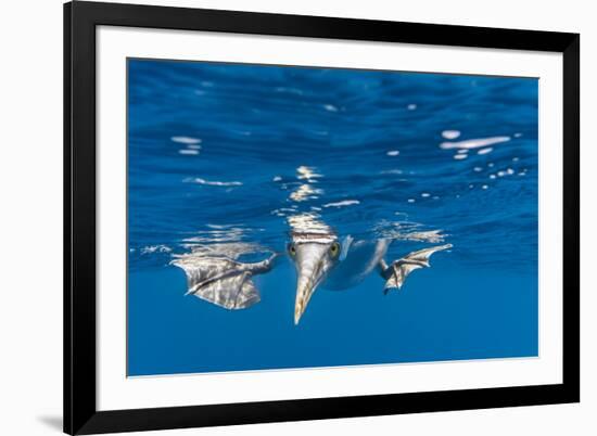 Blue-Footed Booby, Galapagos Islands-Art Wolfe-Framed Premium Photographic Print