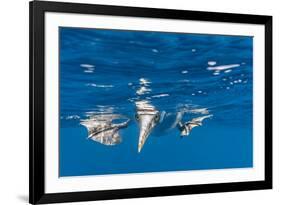 Blue-Footed Booby, Galapagos Islands-Art Wolfe-Framed Premium Photographic Print