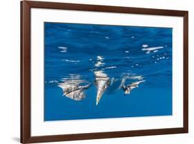 Blue-Footed Booby, Galapagos Islands-Art Wolfe-Framed Premium Photographic Print