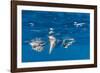 Blue-Footed Booby, Galapagos Islands-Art Wolfe-Framed Photographic Print