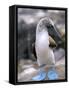 Blue-Footed Booby, Isla Espaola, Galapagos Islands, Ecuador-Michael DeFreitas-Framed Stretched Canvas