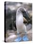 Blue-Footed Booby, Isla Espaola, Galapagos Islands, Ecuador-Michael DeFreitas-Stretched Canvas