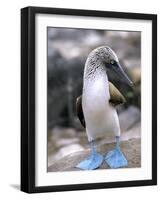 Blue-Footed Booby, Isla Espaola, Galapagos Islands, Ecuador-Michael DeFreitas-Framed Photographic Print