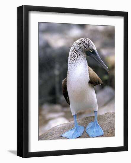 Blue-Footed Booby, Isla Espaola, Galapagos Islands, Ecuador-Michael DeFreitas-Framed Photographic Print