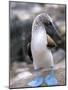 Blue-Footed Booby, Isla Espaola, Galapagos Islands, Ecuador-Michael DeFreitas-Mounted Photographic Print