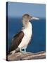 Blue Footed Booby, Isla Lobos Off Isla San Cristobal (San Cristobal Island), Galapagos Islands-Michael DeFreitas-Stretched Canvas