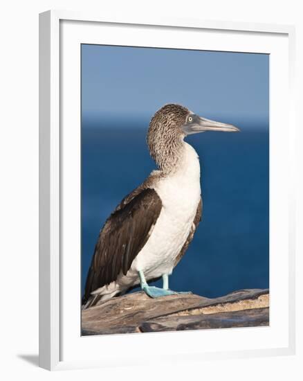 Blue Footed Booby, Isla Lobos Off Isla San Cristobal (San Cristobal Island), Galapagos Islands-Michael DeFreitas-Framed Photographic Print