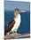 Blue Footed Booby, Isla Lobos Off Isla San Cristobal (San Cristobal Island), Galapagos Islands-Michael DeFreitas-Mounted Photographic Print