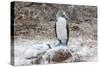 Blue-Footed Booby (Sula Nebouxii) Adult-Michael Nolan-Stretched Canvas