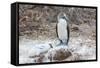 Blue-Footed Booby (Sula Nebouxii) Adult-Michael Nolan-Framed Stretched Canvas