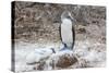 Blue-Footed Booby (Sula Nebouxii) Adult-Michael Nolan-Stretched Canvas