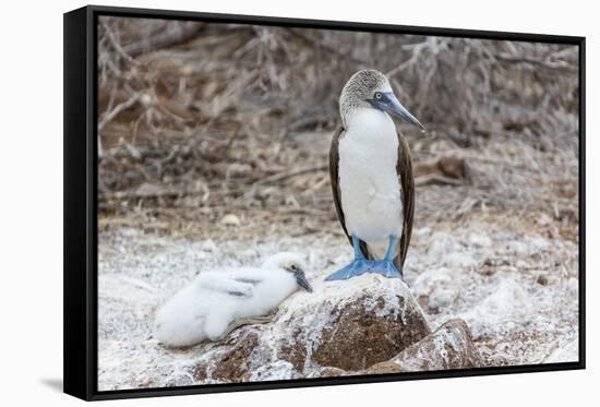 Blue-Footed Booby (Sula Nebouxii) Adult-Michael Nolan-Framed Stretched Canvas