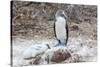 Blue-Footed Booby (Sula Nebouxii) Adult-Michael Nolan-Stretched Canvas