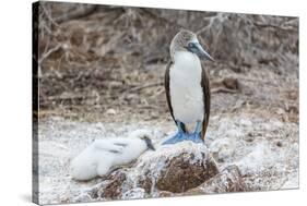 Blue-Footed Booby (Sula Nebouxii) Adult-Michael Nolan-Stretched Canvas