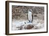 Blue-Footed Booby (Sula Nebouxii) Adult-Michael Nolan-Framed Photographic Print