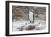 Blue-Footed Booby (Sula Nebouxii) Adult-Michael Nolan-Framed Photographic Print