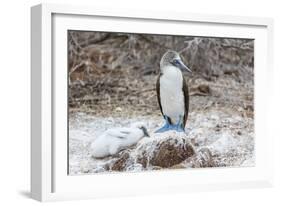 Blue-Footed Booby (Sula Nebouxii) Adult-Michael Nolan-Framed Photographic Print