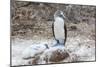Blue-Footed Booby (Sula Nebouxii) Adult-Michael Nolan-Mounted Photographic Print