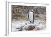 Blue-Footed Booby (Sula Nebouxii) Adult-Michael Nolan-Framed Photographic Print