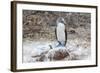 Blue-Footed Booby (Sula Nebouxii) Adult-Michael Nolan-Framed Photographic Print