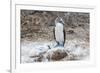 Blue-Footed Booby (Sula Nebouxii) Adult-Michael Nolan-Framed Photographic Print