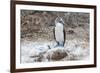 Blue-Footed Booby (Sula Nebouxii) Adult-Michael Nolan-Framed Photographic Print