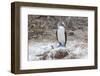 Blue-Footed Booby (Sula Nebouxii) Adult-Michael Nolan-Framed Photographic Print