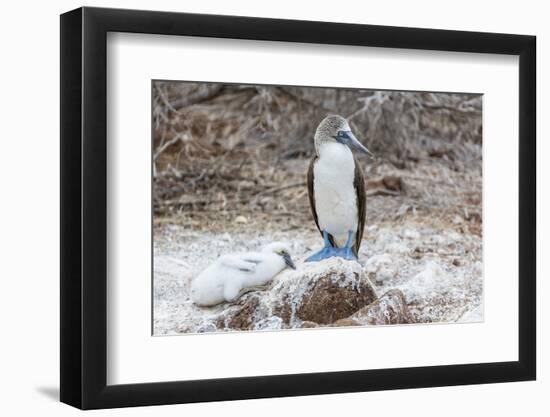 Blue-Footed Booby (Sula Nebouxii) Adult-Michael Nolan-Framed Photographic Print