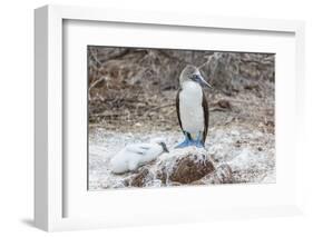 Blue-Footed Booby (Sula Nebouxii) Adult-Michael Nolan-Framed Photographic Print