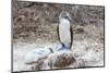 Blue-Footed Booby (Sula Nebouxii) Adult-Michael Nolan-Mounted Premium Photographic Print