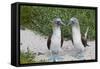 Blue-Footed Booby (Sula Nebouxii) Pair, North Seymour Island, Galapagos Islands, Ecuador-Michael Nolan-Framed Stretched Canvas