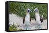 Blue-Footed Booby (Sula Nebouxii) Pair, North Seymour Island, Galapagos Islands, Ecuador-Michael Nolan-Framed Stretched Canvas