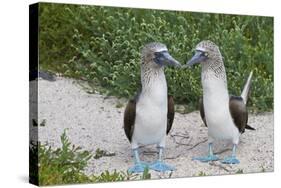 Blue-Footed Booby (Sula Nebouxii) Pair, North Seymour Island, Galapagos Islands, Ecuador-Michael Nolan-Stretched Canvas