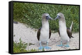 Blue-Footed Booby (Sula Nebouxii) Pair, North Seymour Island, Galapagos Islands, Ecuador-Michael Nolan-Framed Stretched Canvas