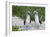 Blue-Footed Booby (Sula Nebouxii) Pair, North Seymour Island, Galapagos Islands, Ecuador-Michael Nolan-Framed Photographic Print