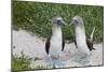 Blue-Footed Booby (Sula Nebouxii) Pair, North Seymour Island, Galapagos Islands, Ecuador-Michael Nolan-Mounted Photographic Print