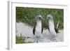Blue-Footed Booby (Sula Nebouxii) Pair, North Seymour Island, Galapagos Islands, Ecuador-Michael Nolan-Framed Photographic Print