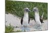 Blue-Footed Booby (Sula Nebouxii) Pair, North Seymour Island, Galapagos Islands, Ecuador-Michael Nolan-Mounted Photographic Print