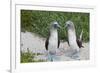 Blue-Footed Booby (Sula Nebouxii) Pair, North Seymour Island, Galapagos Islands, Ecuador-Michael Nolan-Framed Photographic Print