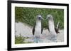 Blue-Footed Booby (Sula Nebouxii) Pair, North Seymour Island, Galapagos Islands, Ecuador-Michael Nolan-Framed Photographic Print