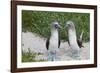 Blue-Footed Booby (Sula Nebouxii) Pair, North Seymour Island, Galapagos Islands, Ecuador-Michael Nolan-Framed Photographic Print