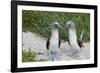 Blue-Footed Booby (Sula Nebouxii) Pair, North Seymour Island, Galapagos Islands, Ecuador-Michael Nolan-Framed Photographic Print