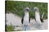 Blue-Footed Booby (Sula Nebouxii) Pair, North Seymour Island, Galapagos Islands, Ecuador-Michael Nolan-Stretched Canvas