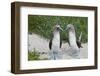 Blue-Footed Booby (Sula Nebouxii) Pair, North Seymour Island, Galapagos Islands, Ecuador-Michael Nolan-Framed Premium Photographic Print