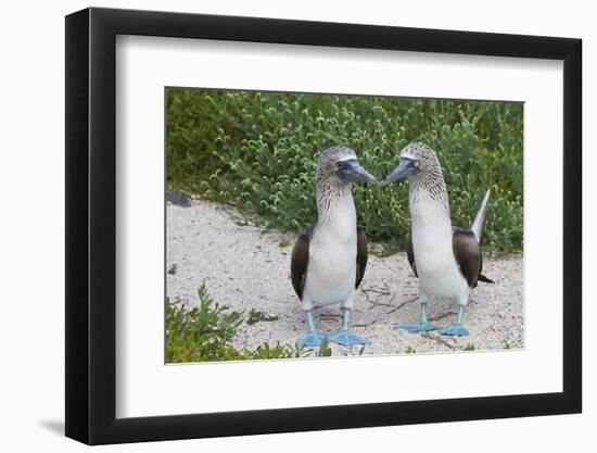 Blue-Footed Booby (Sula Nebouxii) Pair, North Seymour Island, Galapagos Islands, Ecuador-Michael Nolan-Framed Photographic Print