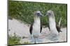 Blue-Footed Booby (Sula Nebouxii) Pair, North Seymour Island, Galapagos Islands, Ecuador-Michael Nolan-Mounted Photographic Print