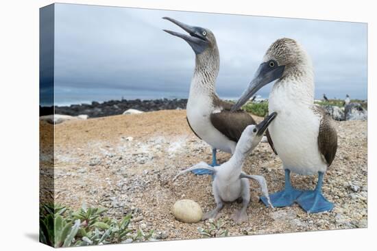 Blue-Footed Booby (Sula Nebouxii) Pair With Chick And Egg At Nest, Santa Cruz Island, Galapagos-Tui De Roy-Stretched Canvas