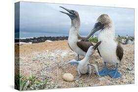 Blue-Footed Booby (Sula Nebouxii) Pair With Chick And Egg At Nest, Santa Cruz Island, Galapagos-Tui De Roy-Stretched Canvas